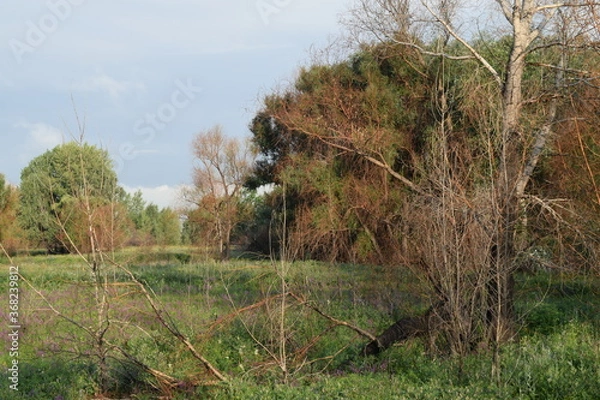 Obraz Trees, fields, grass, river collection
