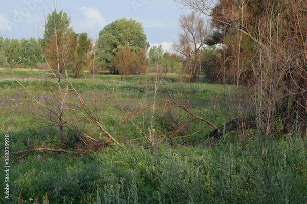 Obraz Trees, fields, grass, river collection