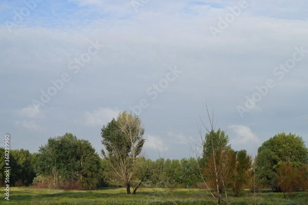 Obraz Trees, fields, grass, river collection