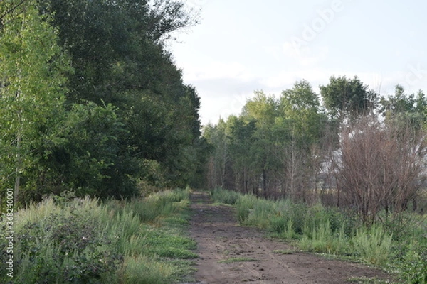 Obraz Trees, fields, grass, river collection