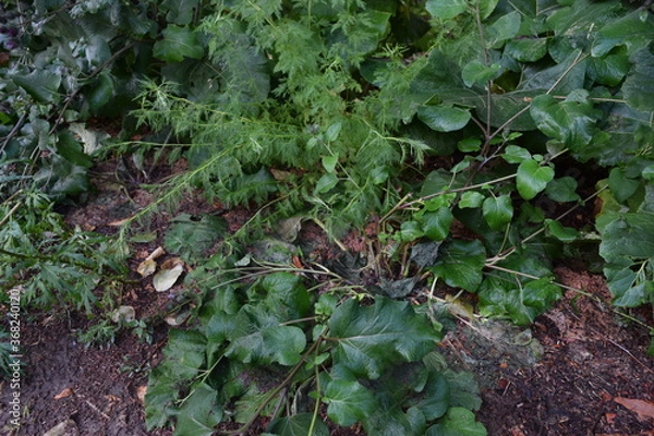 Obraz Trees, fields, grass, river collection