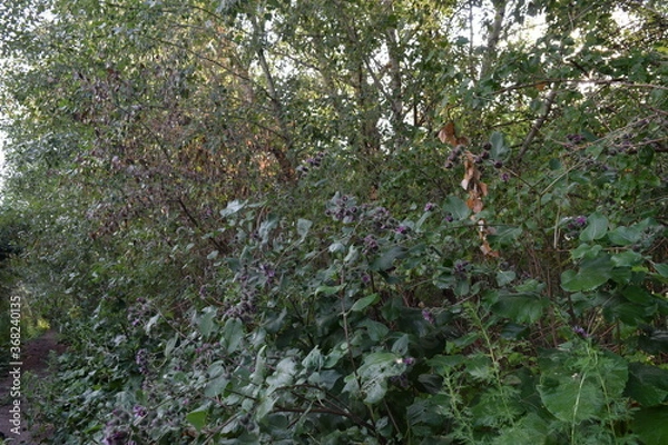 Obraz Trees, fields, grass, river collection