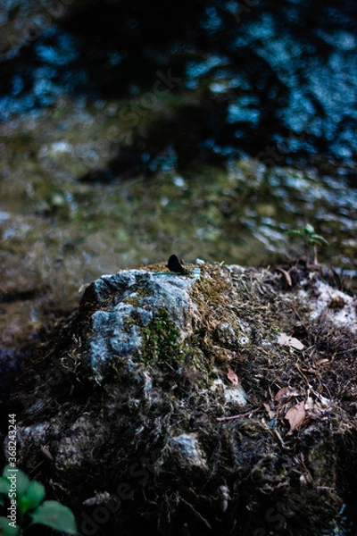 Fototapeta moss on rock
