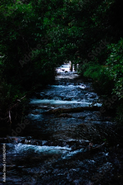 Obraz river in the forest
