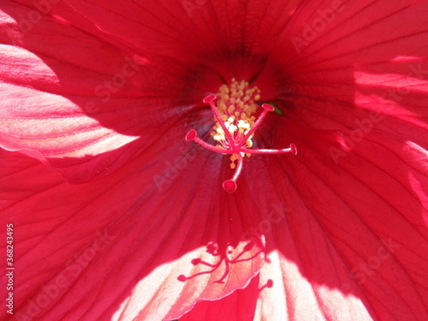 Obraz hibiscus