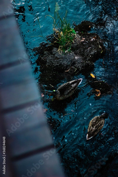 Obraz ducks in river