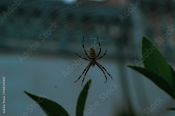 Obraz spider on a web