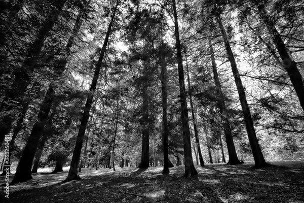 Fototapeta Deep forest