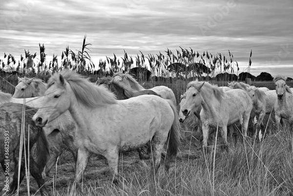 Obraz Camargue