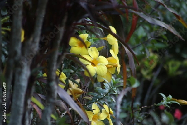 Obraz yellow flowers