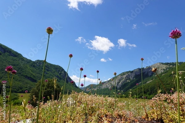 Fototapeta Macro of violet flowers with green valley background and some mountains