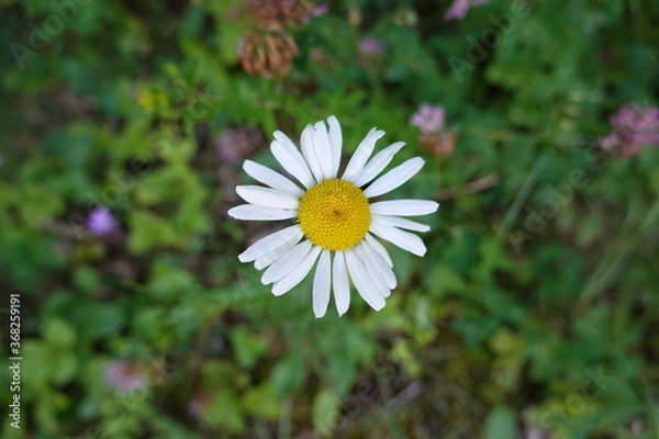Fototapeta Macro on a white daisy in summer