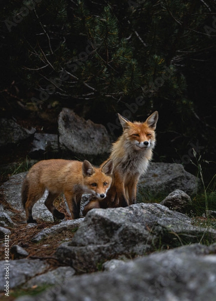 Fototapeta wild foxes