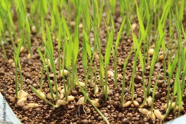 Fototapeta 稲の発芽