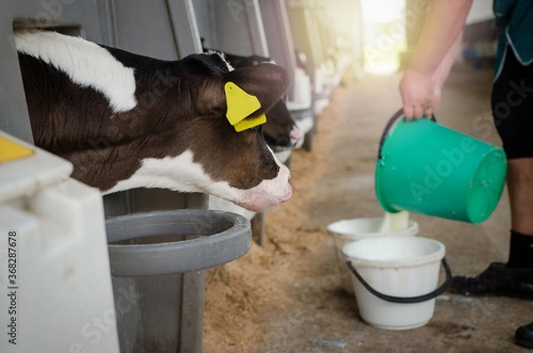 Obraz Dairy calves fed milk in the stable. Calf on a dairy farm drinking millk from a drinking bowls