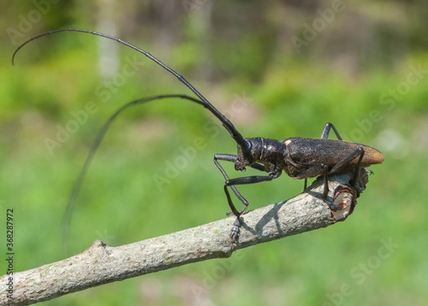 Obraz Black fir barbel.