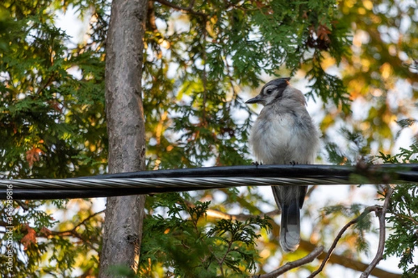 Obraz Young blue jay on wire