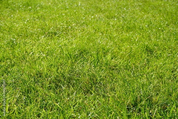 Obraz green grass on a sunny day