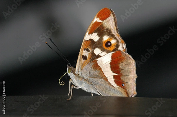 Fototapeta PAPILLONS
