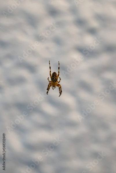 Obraz araignée pendue à son fil