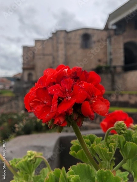 Obraz red flowers in the garden