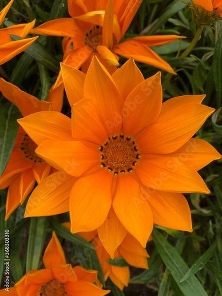 Obraz orange flower