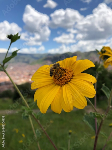 Obraz bee on the flower