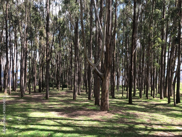 Obraz trees in the park
