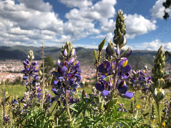 Obraz lavender field with blue sky