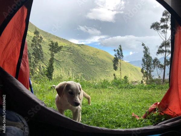 Obraz camping in the mountains