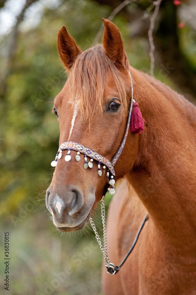 Fototapeta Pferde Porträt
