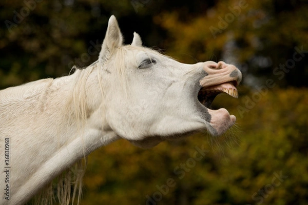 Fototapeta Schimmel gähnt