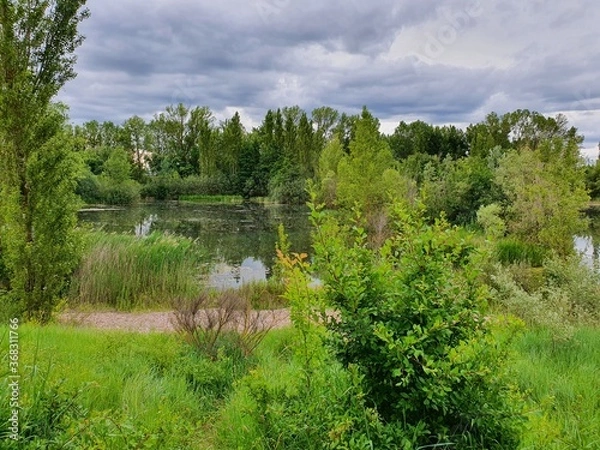 Fototapeta pantano