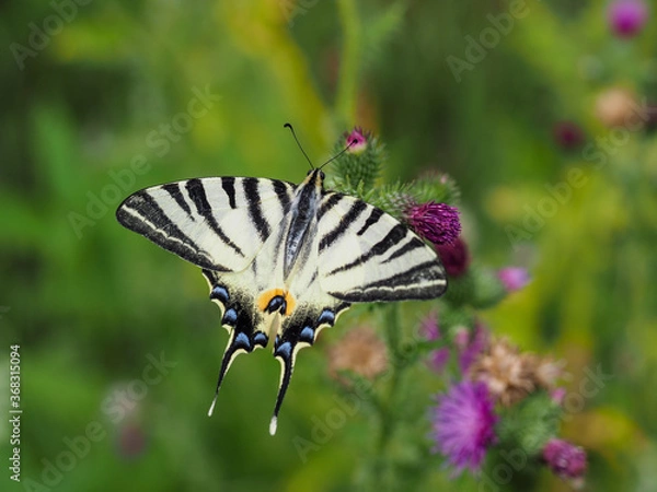 Obraz Sail swallowtail butterfly sitting on thistle blossom