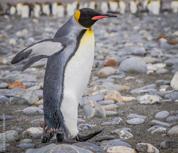 Obraz Walking king penguin with wings back