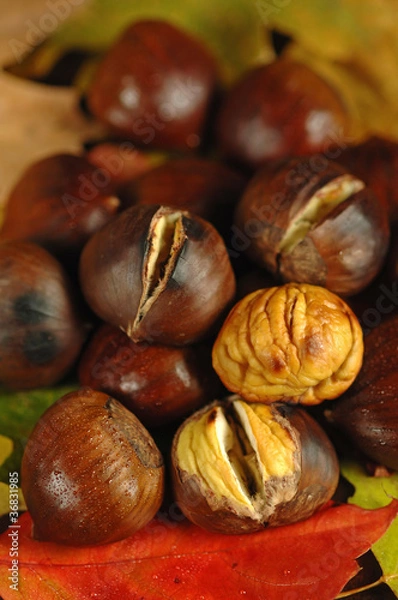 Fototapeta Castagne