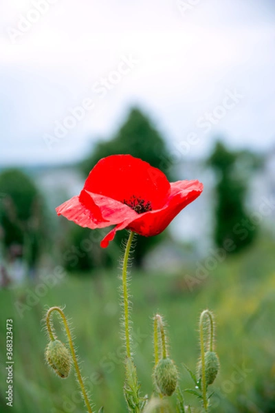 Obraz red poppy flower