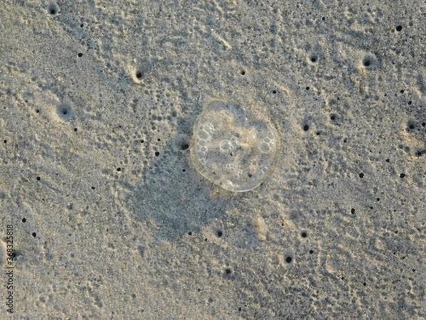 Obraz Jellyfish in sand