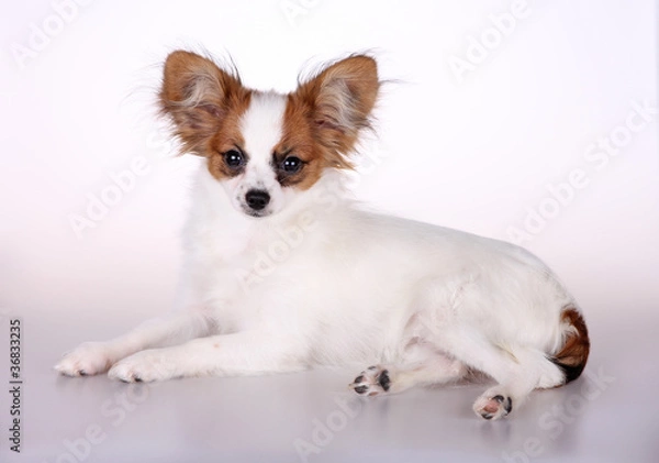 Fototapeta Papillon puppy