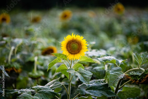 Fototapeta Sunflowers