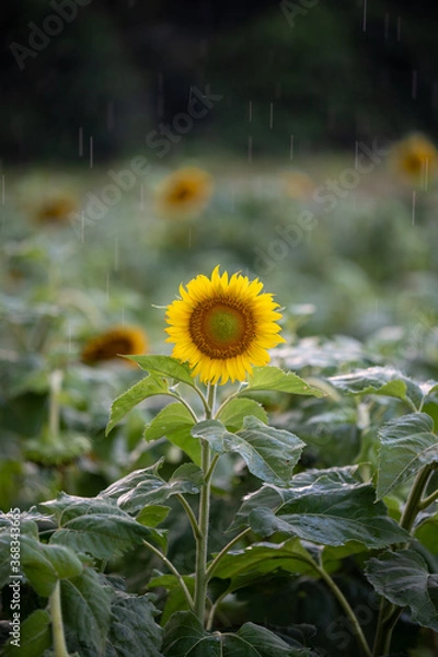 Fototapeta Sunflowers