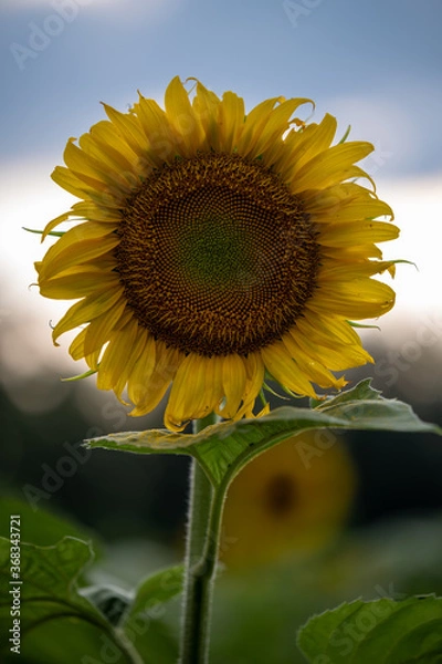 Fototapeta Sunflowers