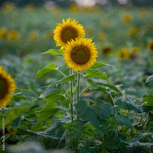 Obraz Sunflowers