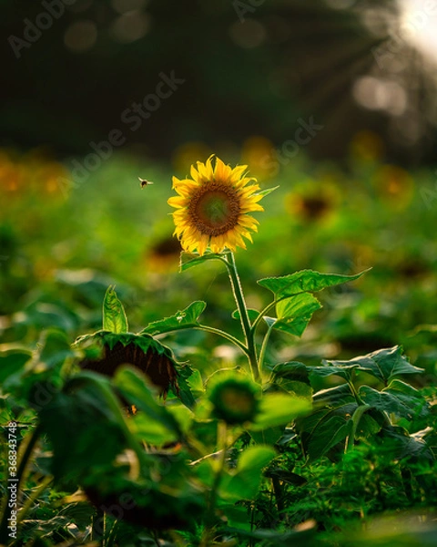 Fototapeta Sunflowers