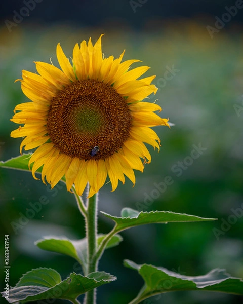 Fototapeta Sunflowers