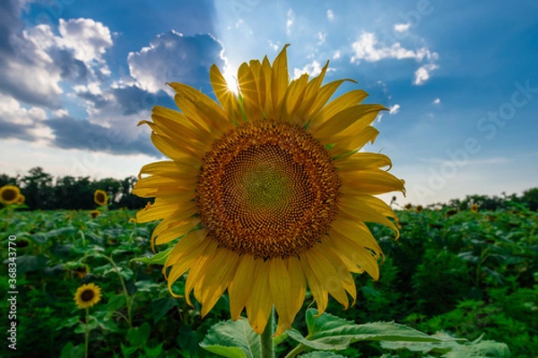 Fototapeta Sunflowers