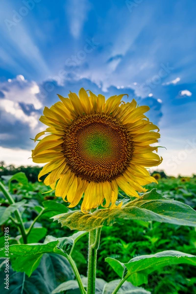 Fototapeta Sunflowers