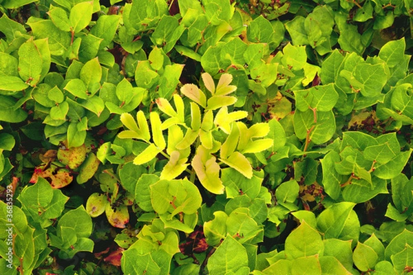 Obraz Close ups in nature