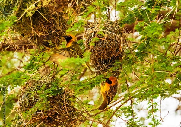 Obraz Southern masked weaver building nest, Kenya