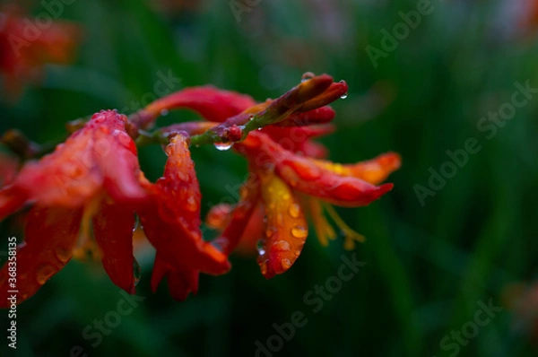 Fototapeta ヒメオウギズイセン